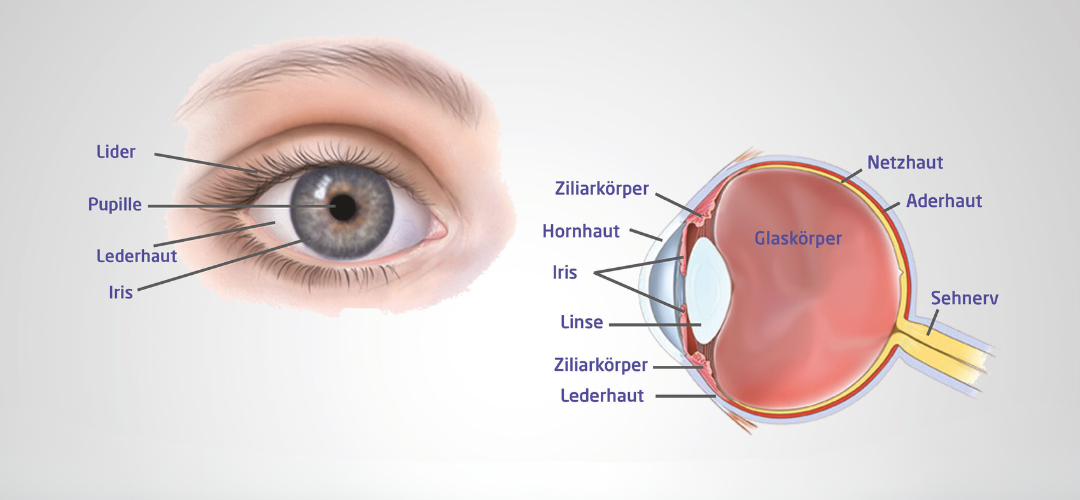 Aufbau_Auge